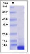 Human CXCL10 / IP-10 Protein (Recombinant)