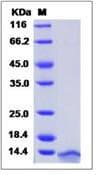 Human CCL3 / MIP-1-Alpha Protein (Recombinant His,C-terminus)