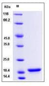 Human Synuclein Protein (Recombinant)