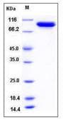 E. coli acnB Protein (Recombinant)