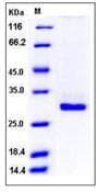 Mouse crp Protein (Recombinant His,C-terminus)