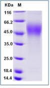 Mouse CD30 Protein (Recombinant His,C-terminus)