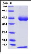 Human CD1D + B2M Heterodimer Protein (Recombinant His,C-terminus)