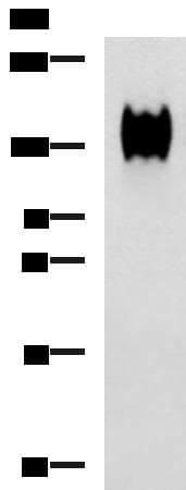 Polyclonal Rabbit anti-Human CD66a / CEACAM1 Antibody (WB)