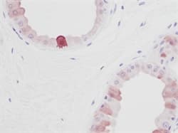 EGF Antibody (Extracellular Domain)