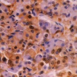 Monoclonal Mouse anti-Bovine Ubiquitin Antibody (clone 1B4-UB, IHC, WB)