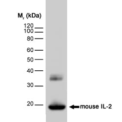 IL2 Antibody (clone JES6-1A12)