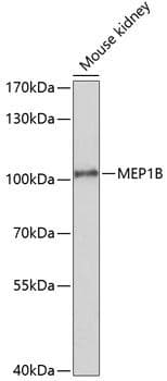 Polyclonal Rabbit anti-Human MEP1B Antibody (WB)