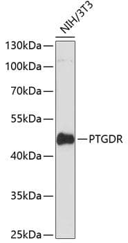 Polyclonal Rabbit anti-Human Prostaglandin D2 Receptor Antibody (WB)
