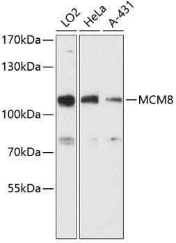MCM8 Antibody
