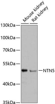 NTN5 Antibody