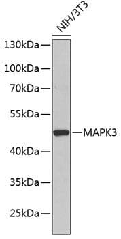 Polyclonal Rabbit anti-Human MAPK3 / ERK1 Antibody (WB)