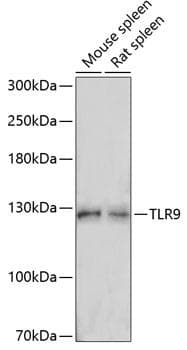Polyclonal Rabbit anti-Human TLR9 Antibody (WB)