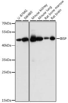 Polyclonal Rabbit anti-Human IBSP / Bone Sialoprotein Antibody (WB)