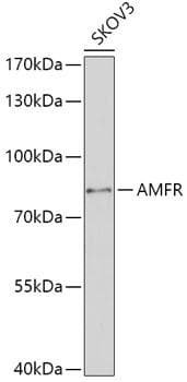 Polyclonal Rabbit anti-Human GP78 / AMFR Antibody (WB)