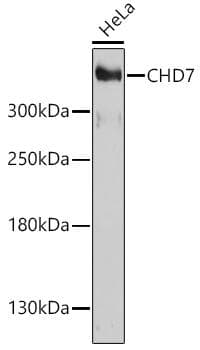 Polyclonal Rabbit anti-Human CHD7 Antibody (WB)