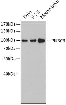 Polyclonal Rabbit anti-Human PIK3C3 / VPS34 Antibody (WB)