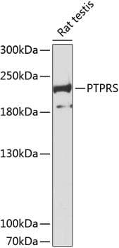 Polyclonal Rabbit anti-Human PTPRS Antibody (WB)