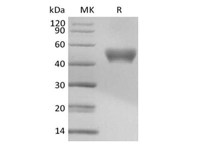 Mouse CD24 Protein (Recombinant Fc, C-terminus)