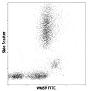 PECAM-1 / CD31 Antibody (clone WM59)