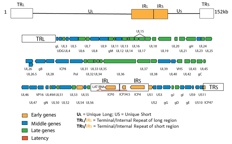 Herpesviridae Antibodies, Proteins & ELISA Kits | LSBio Herpesviridae Antibodies, Proteins & ELISA Kits | LSBio